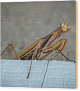 Shingle Mantis Wood Print