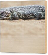 Shingleback Lizard Resting. Kalbarri National Park, Western Wood Print
