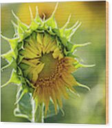 Showing My Sunflower Petals Wood Print