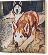 Siberian Huskies At Rest A22119 Wood Print