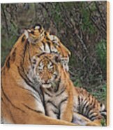 Siberian Tiger Mother And Cub Endangered Species Wildlife Rescue Wood Print