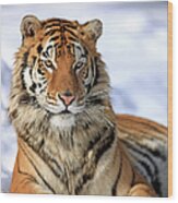 Siberian Tiger Panthera Tigris Altaica Wood Print