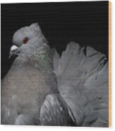Silver Indian Fantail Pigeon Wood Print