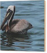 Silver Lake Pelican 18 Wood Print