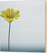 Single Yellow Daisy On Sky And Sea Wood Print