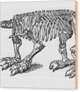Skeleton Of Megatherium, Extinct Giant Wood Print