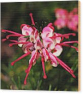 Small Grevillea Flower Wood Print