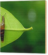 Small Snail On A Leaf Wood Print