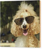 Smiling Poodle Wearing Sunglasses On Wood Print