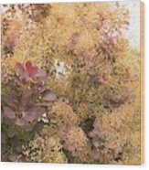 Smoke Bush Wood Print