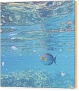 Snorkeling With Tropical Reef Fish Wood Print
