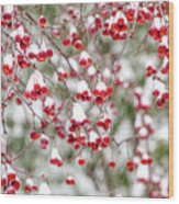 Snow Covered Red Berries Wood Print