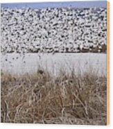 Snow Geese Migration Wood Print