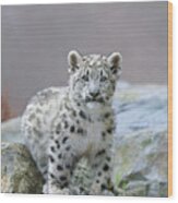 Snow Leopard Cub Wood Print