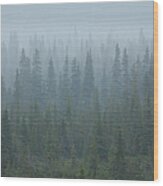 Snow Storm In The Forests Of Jasper Wood Print
