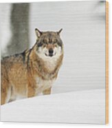 Snow Wolf Wood Print