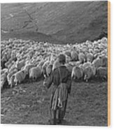 Snowdonia Sheep Wood Print