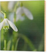 Snowdrops At Eye Level With Copy Space Wood Print