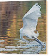Snowy Egret Fishing 8577-061919 Wood Print