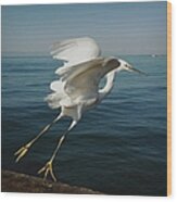 Snowy Egret Taking Off Over Ocean Wood Print