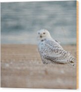 Snowy Owl 5872 Wood Print