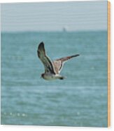 Soaring Gull In Virginia Beach Wood Print