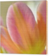Soft Tulip Wood Print