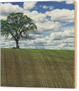 Solitary Sentinel - Lone Oak Tree On Wi Hilltop Corn Field Wood Print