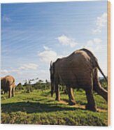 South Africa, Addo Elephant National Wood Print