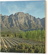 South African Vineyard Wood Print