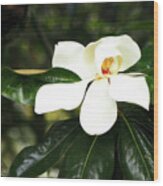 Southern Magnolia -3 Wood Print