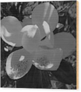 Southern Magnolia In Black And White Wood Print