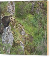 Spain, Asturias, Principado De Asturias, Asturias District, Muniellos Natural Park, Female Brown Bear With Its Cub, In The Wild Wood Print