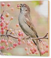 Sparrow Eating Berries Wood Print