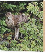 Sparrowhawk With Kill Wood Print