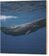 Sperm Whale Wood Print