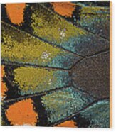 Spicebush Swallowtail Butterfly Wing Wood Print