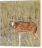 Spotted Deer Chital Wood Print