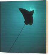 Spotted Eagle Ray Silhouetted Wood Print