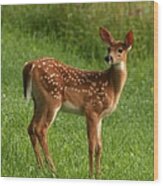 Spotted Fawn Wood Print