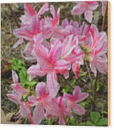 Spring Azaleas In Pink Wood Print