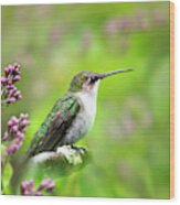 Spring Beauty Ruby Throat Hummingbird Wood Print