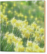 Spring Daffodils Wood Print