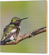 Spring Green Hummingbird Wood Print