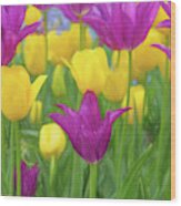 Spring Tulip Maze Wood Print