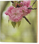 Springtime Blossoms In Central Park 5 Wood Print