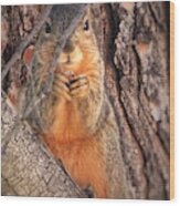 Squirrel Eating In Tree Wood Print