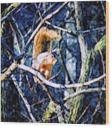 Squirrel In The Trees Wood Print