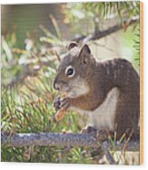 Squirrel Wood Print
