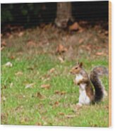 Squirrel Stood Up In Grass Wood Print